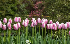 Лучше всего для подкормки тюльпанов использовать аммиачную селитру