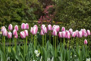 Найкраще для підживлення тюльпанів використовувати аміачну селітру