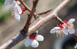 Проводить обработку сада от монилиоза нужно после обрезки деревьев