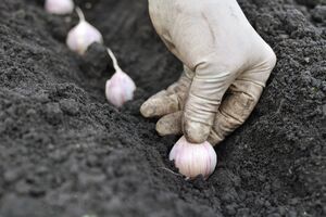 Головки некоторых сортов чеснока могут достигать 130 г