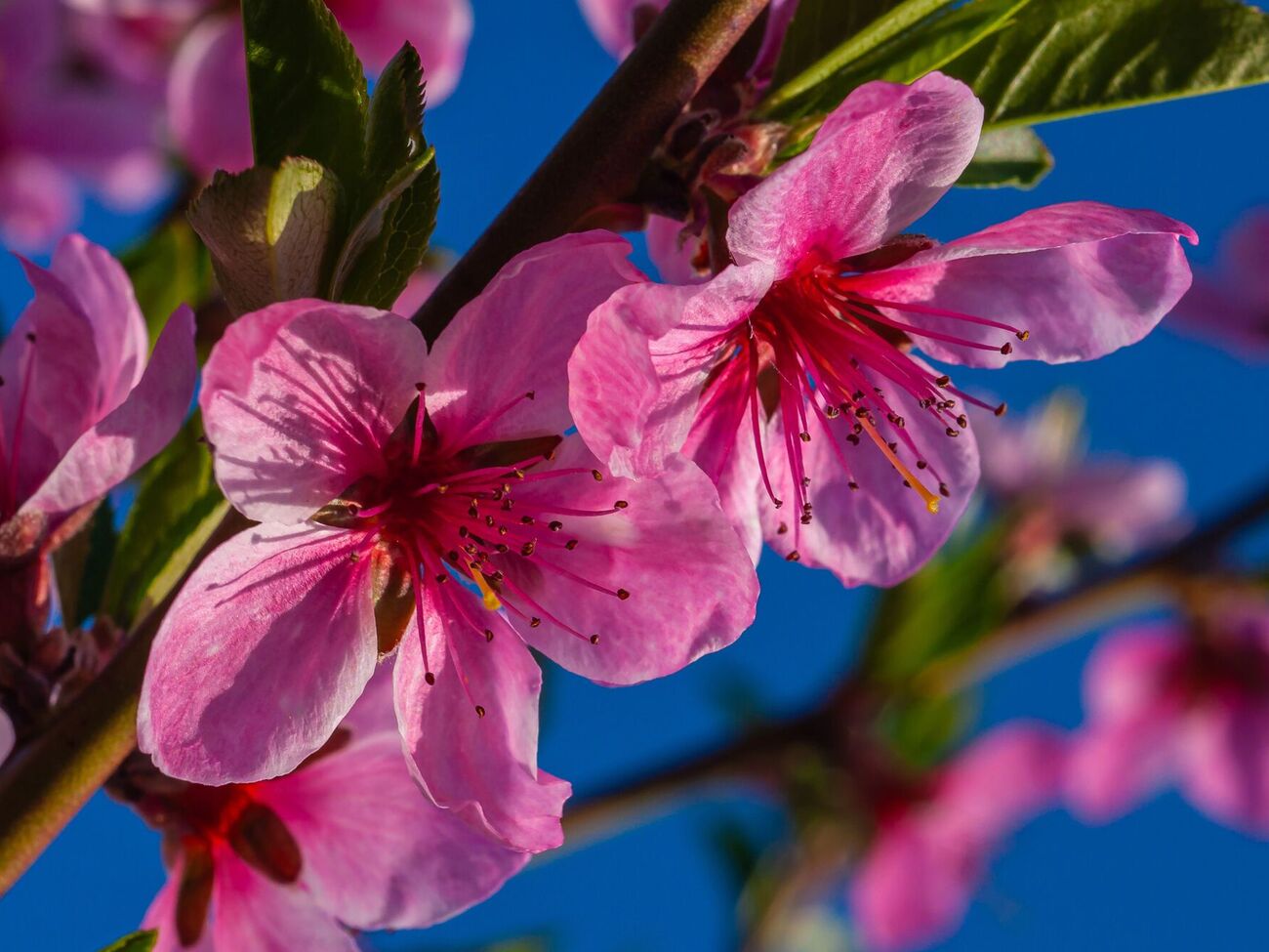 Чтобы предупредить монилиоз, нужно провести четыре обработки