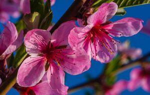 Чтобы предупредить монилиоз, нужно провести четыре обработки