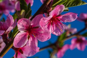 Чтобы предупредить монилиоз, нужно провести четыре обработки