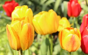 Внесите эту подкормку для тюльпанов в период бутонизации, чтобы они долго цвели