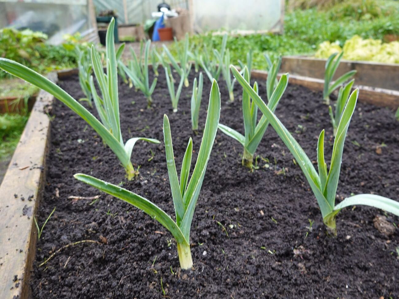 Аерація допомагає часниковим паросткам швидше набратися сил і дістати дозу кисню