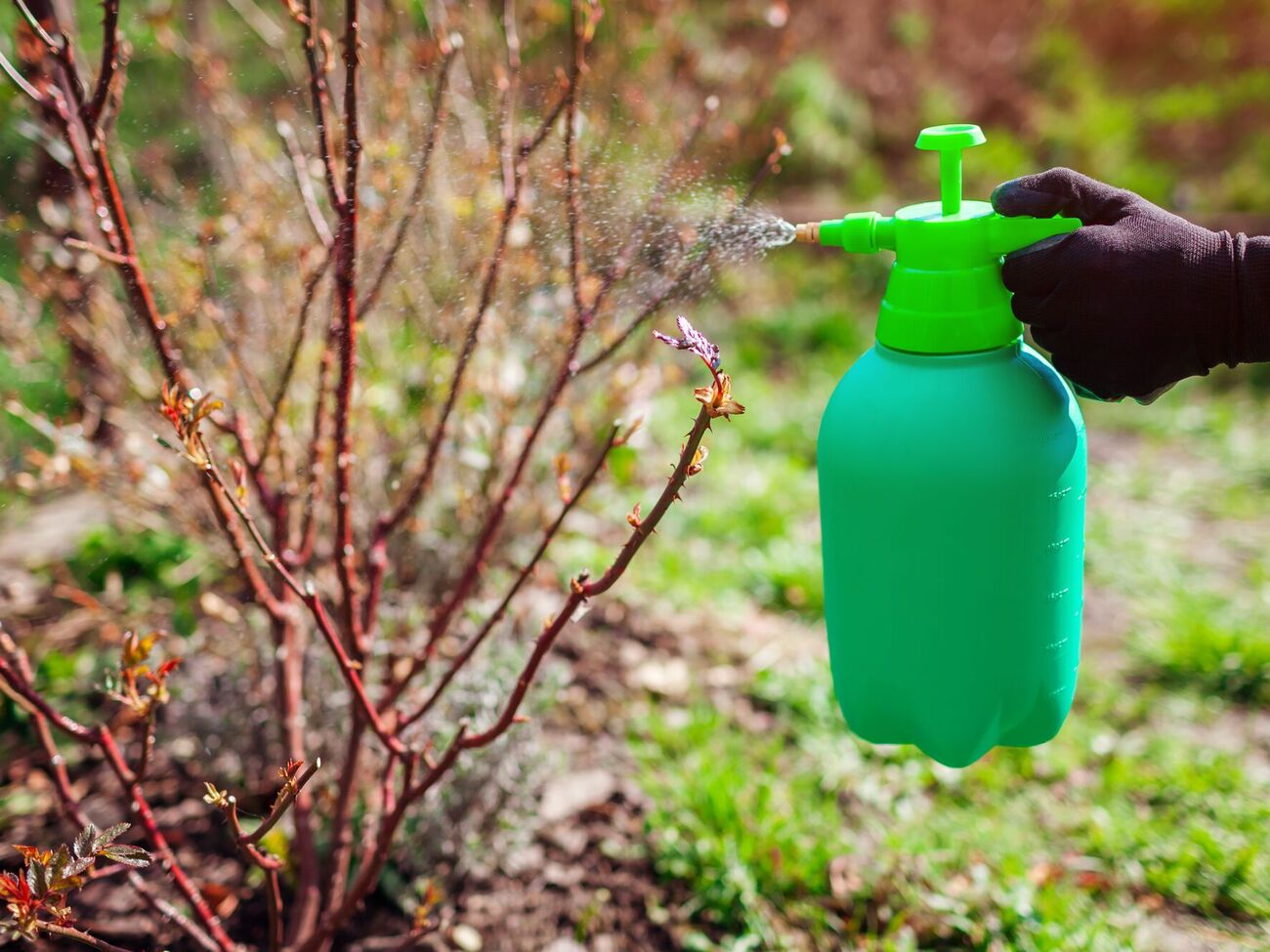 Для якісного оброблення саду біопрепаратами середньодобова температура повітря має бути приблизно +10 °C