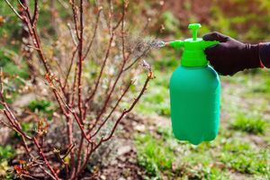 Для якісного оброблення саду біопрепаратами середньодобова температура повітря має бути приблизно +10 °C