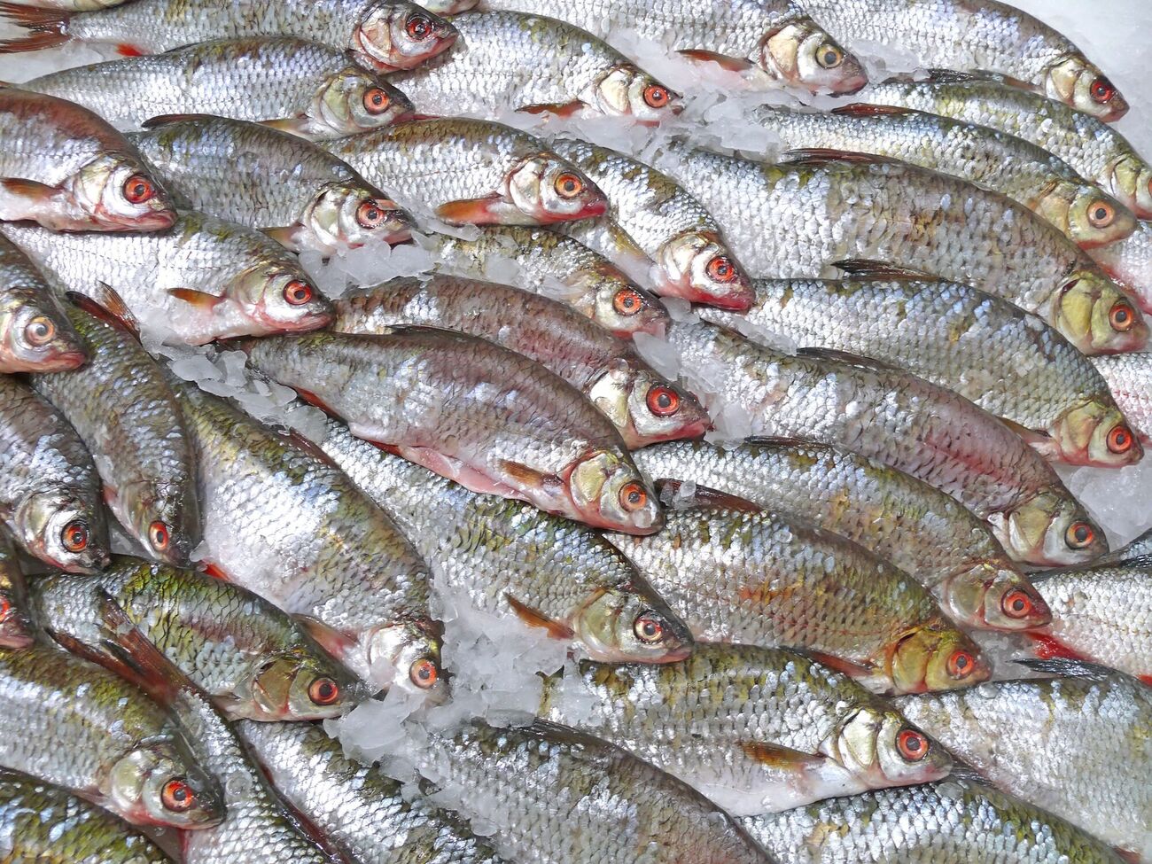 Для хранения тел оккупанты используют оборудование, в котором раньше хранилась рыба