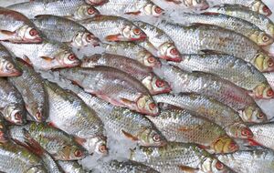 Для хранения тел оккупанты используют оборудование, в котором раньше хранилась рыба