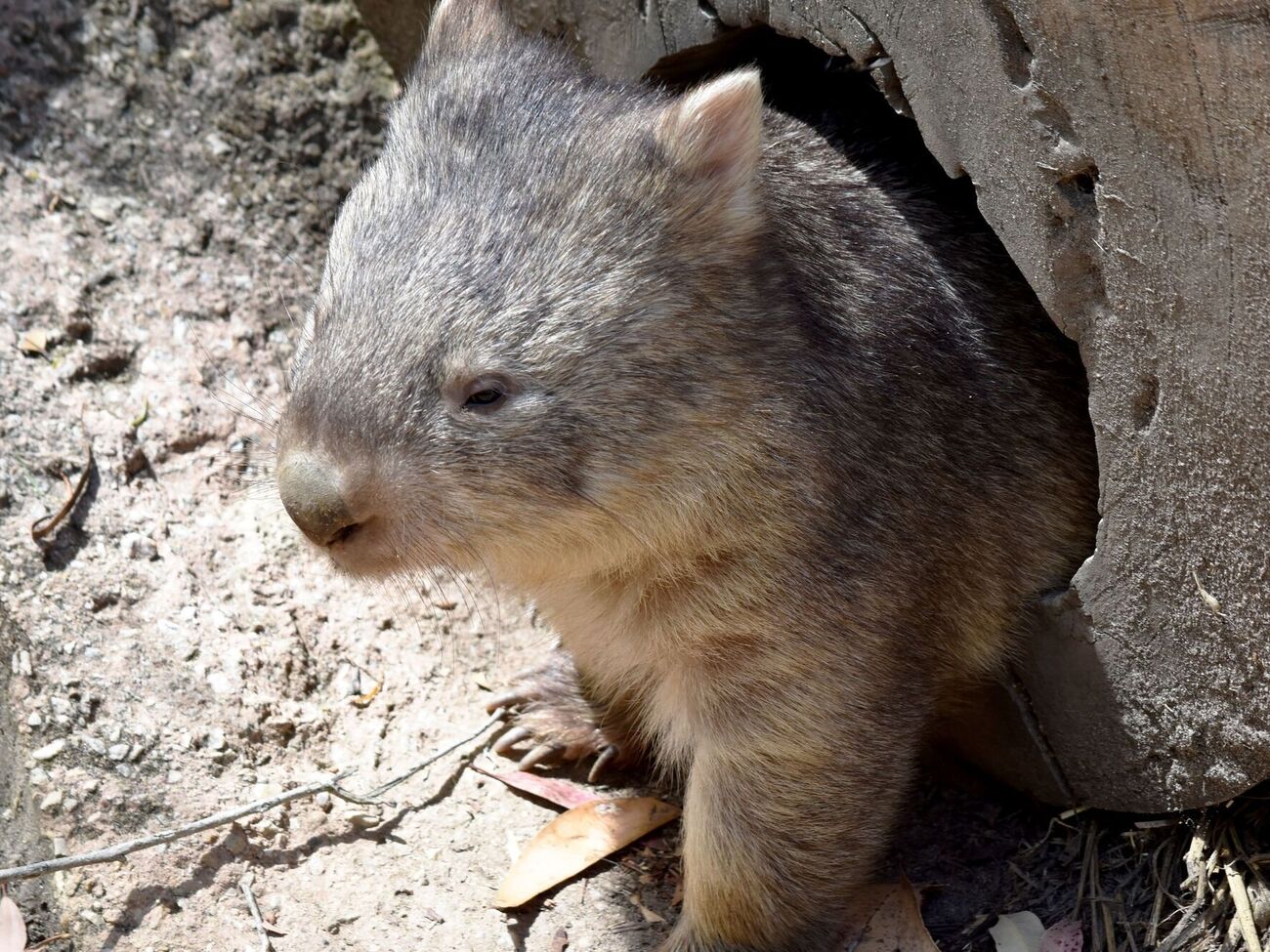 Детеныши вомбатов имеют сильную связь со своими матерями