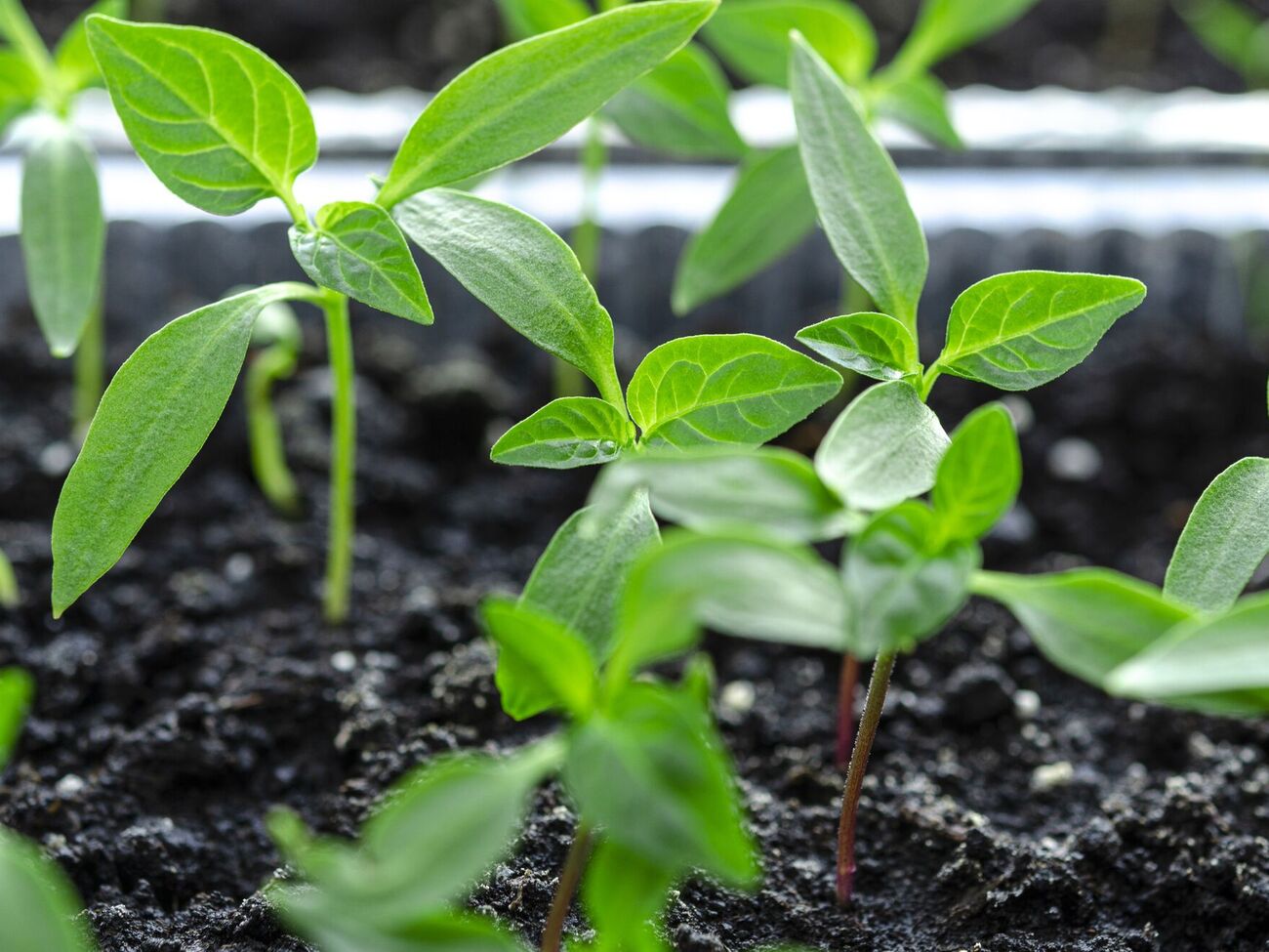 Рассада требует много света