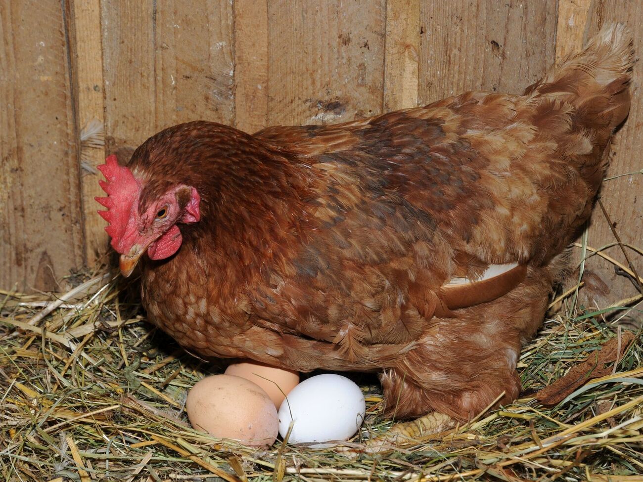 Чтобы куры перестали клевать яйца, предложите им обманки из муки и соли