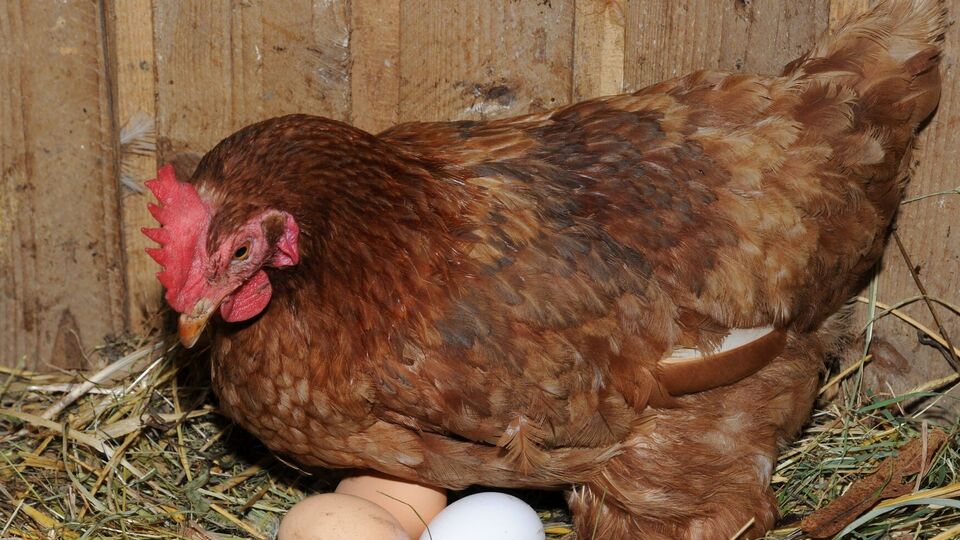 Щоб кури перестали клювати яйця, запропонуйте їм обманки з борошна й солі