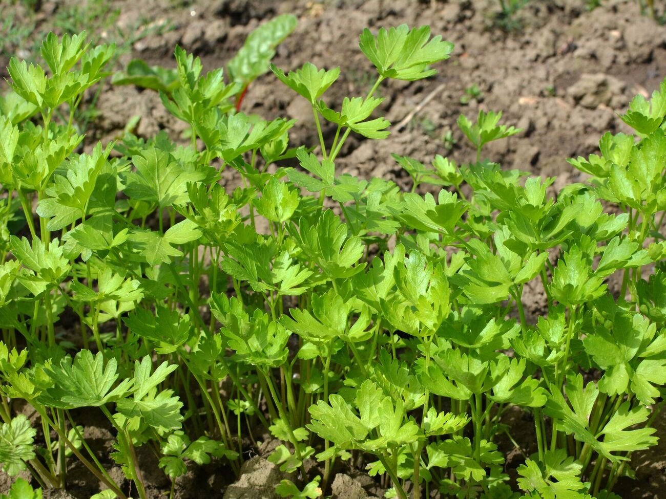 Не рекомендуется сеять петрушку на открытых солнечных участках