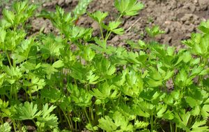 Не рекомендуется сеять петрушку на открытых солнечных участках