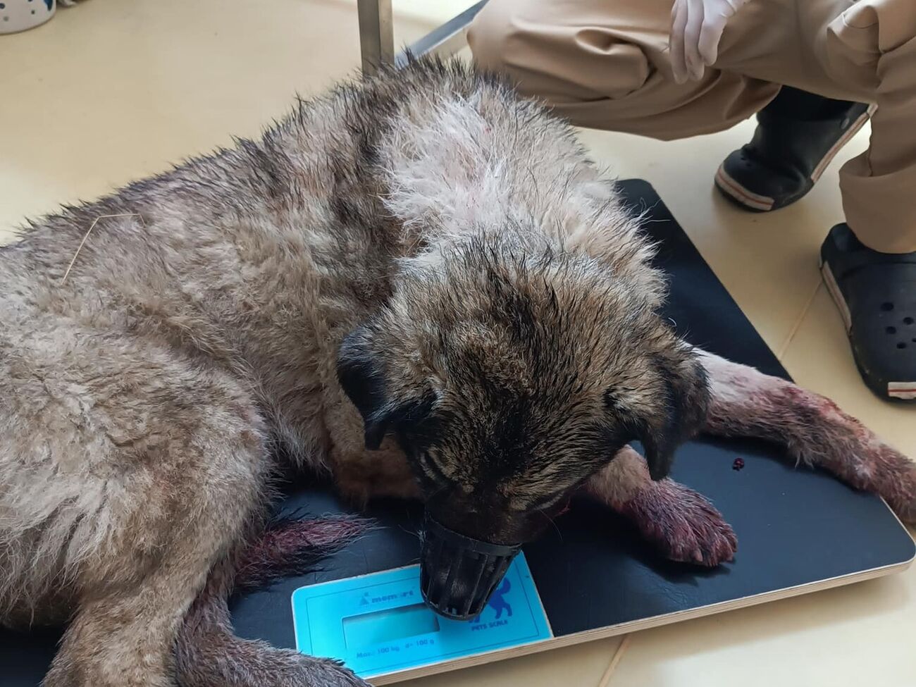 Собака втратив багато крові, але зміг утекти, розповіла зооактивістка