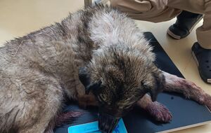 Собака втратив багато крові, але зміг утекти, розповіла зооактивістка