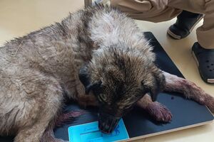 Собака потеряла много крови, но смогла убежать, рассказала зооактивистка