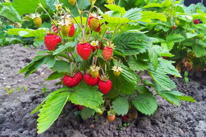 Полейте клубнику приготовленным раствором, используя 400 мл удобрения под каждый куст