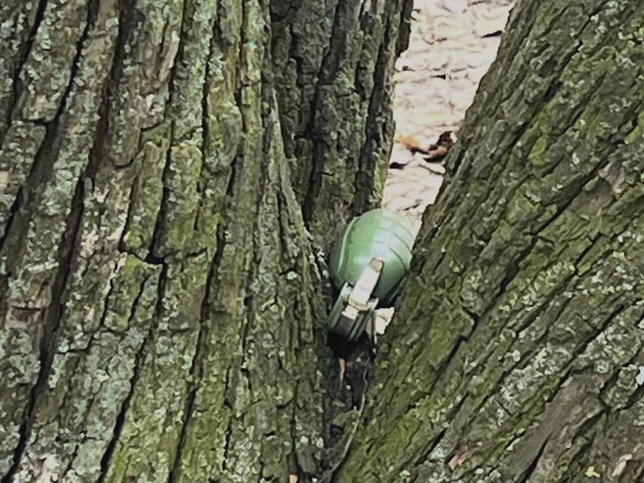 Під час прогулянки жінка помітила підозрілий предмет, схожий на гранату, який застряг у дереві, розповіли в патрульній поліції Києва