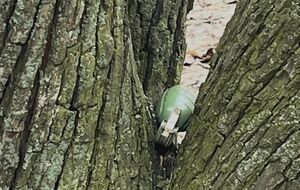 Під час прогулянки жінка помітила підозрілий предмет, схожий на гранату, який застряг у дереві, розповіли в патрульній поліції Києва