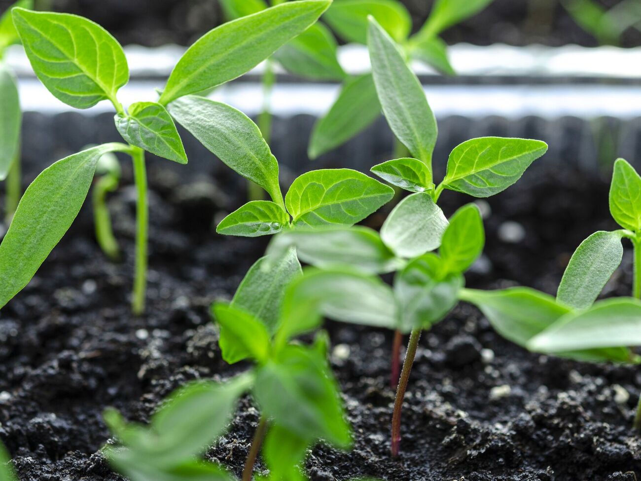 Янтарная кислота стимулирует растения