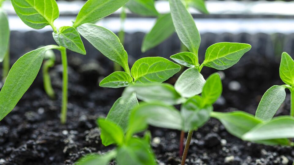 Янтарная кислота стимулирует растения