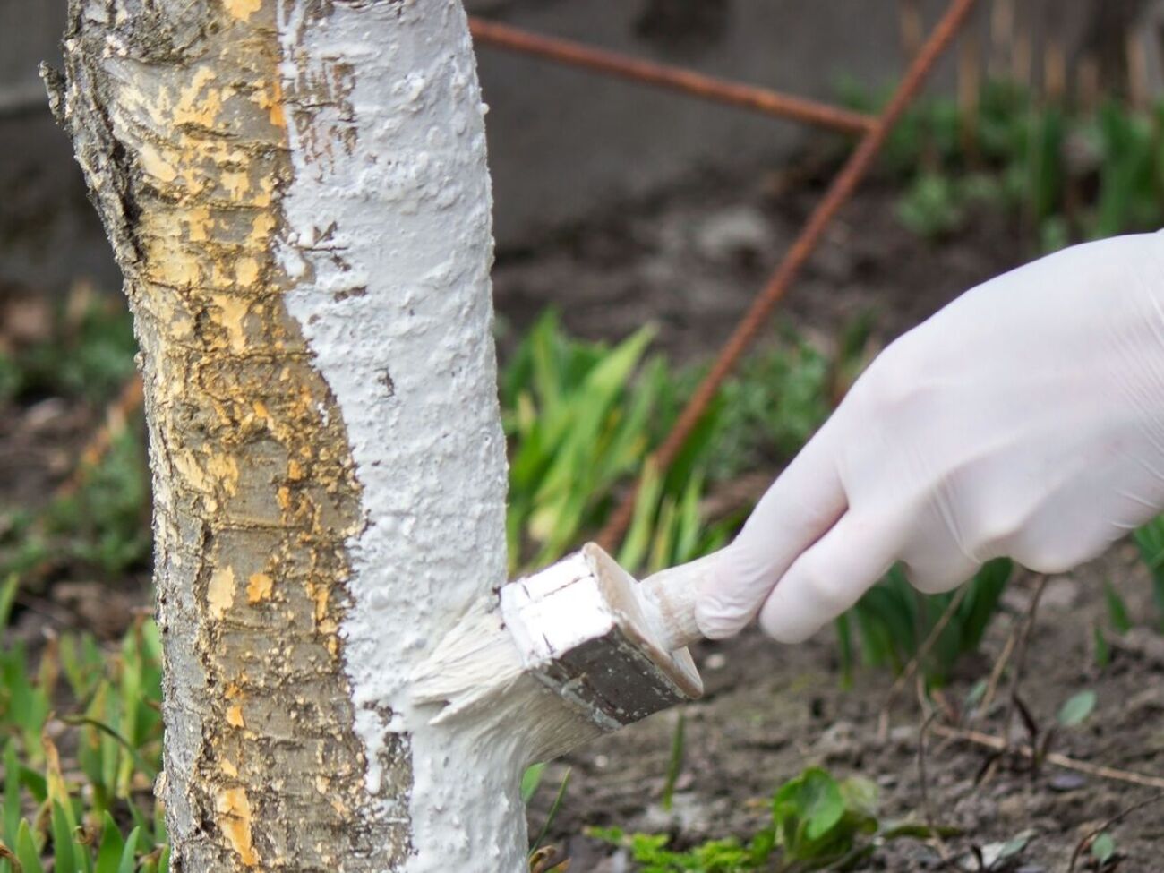 Раствор для побелки выполняет несколько функций