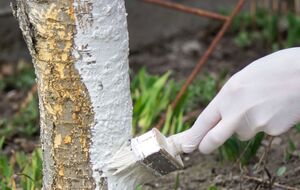 Раствор для побелки выполняет несколько функций