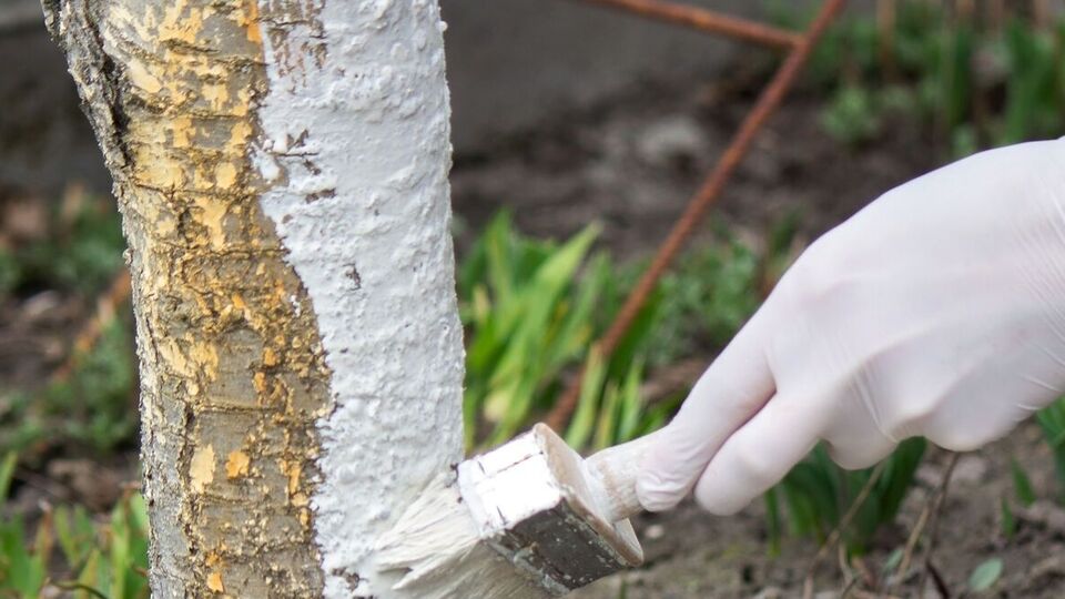 Раствор для побелки выполняет несколько функций