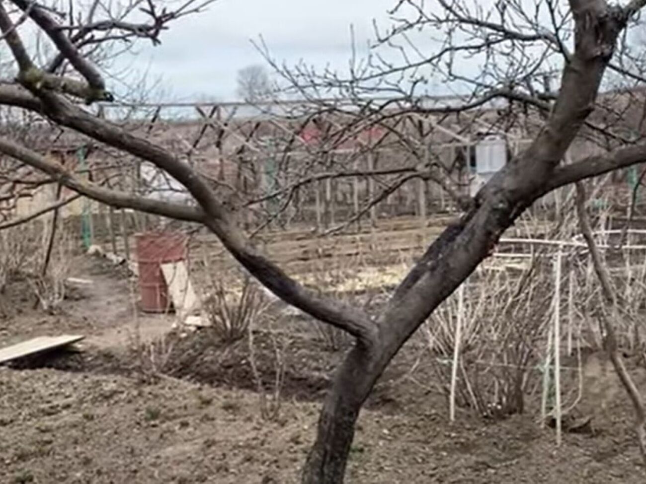 Проникнув в дерево, грибок Sphaeropsis malorum разрушает кору, и оно погибает