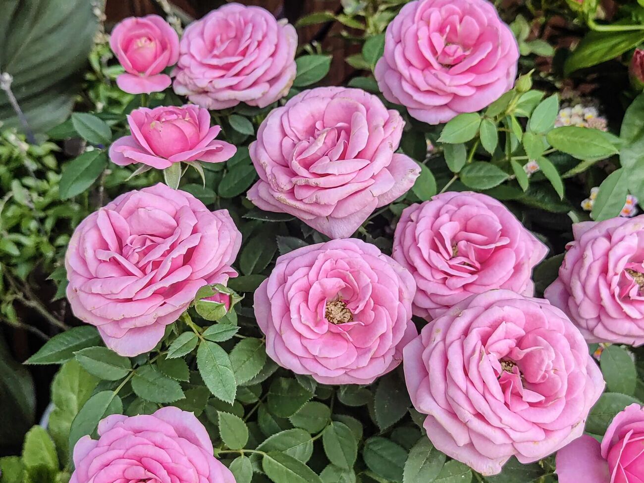 Для обильного цветения розам требуется несложный уход