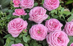 Для обильного цветения розам требуется несложный уход