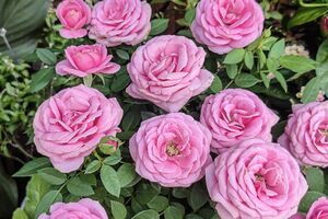 Для рясного квітування трояндам потрібен нескладний догляд