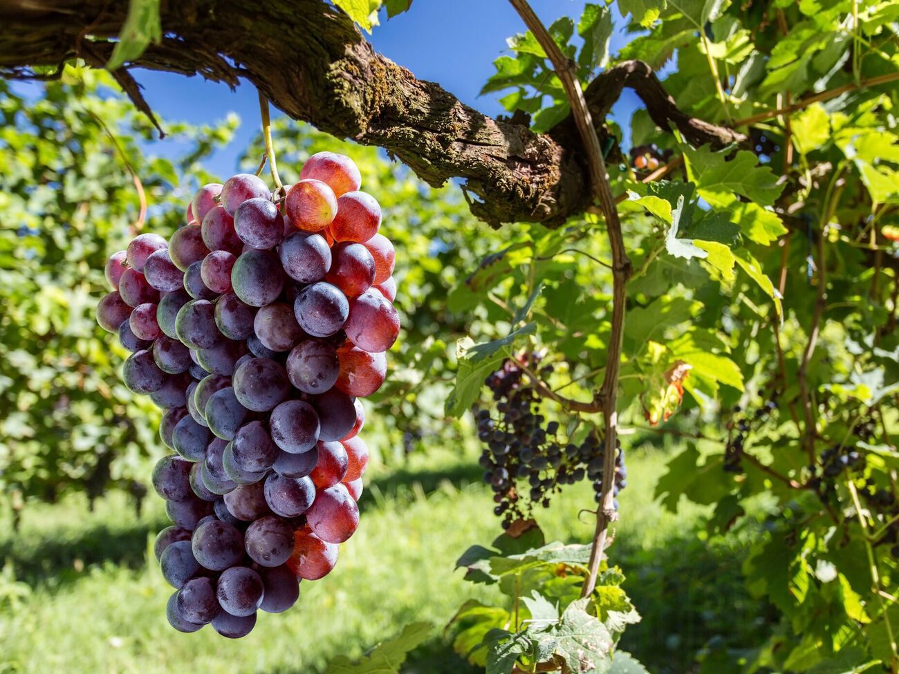 Уход за виноградом в марте очень важен