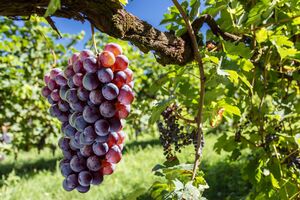 Догляд за виноградом у березні дуже важливий
