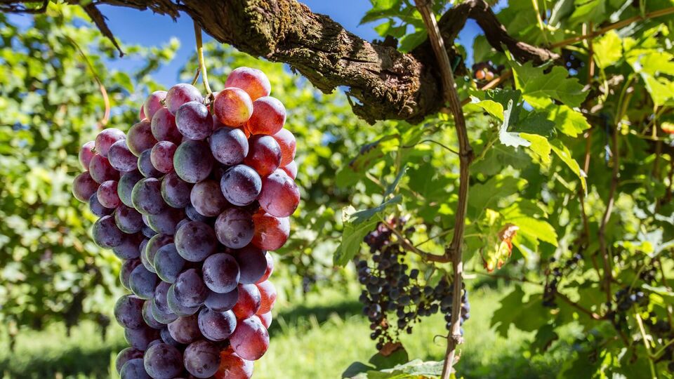 Уход за виноградом в марте очень важен