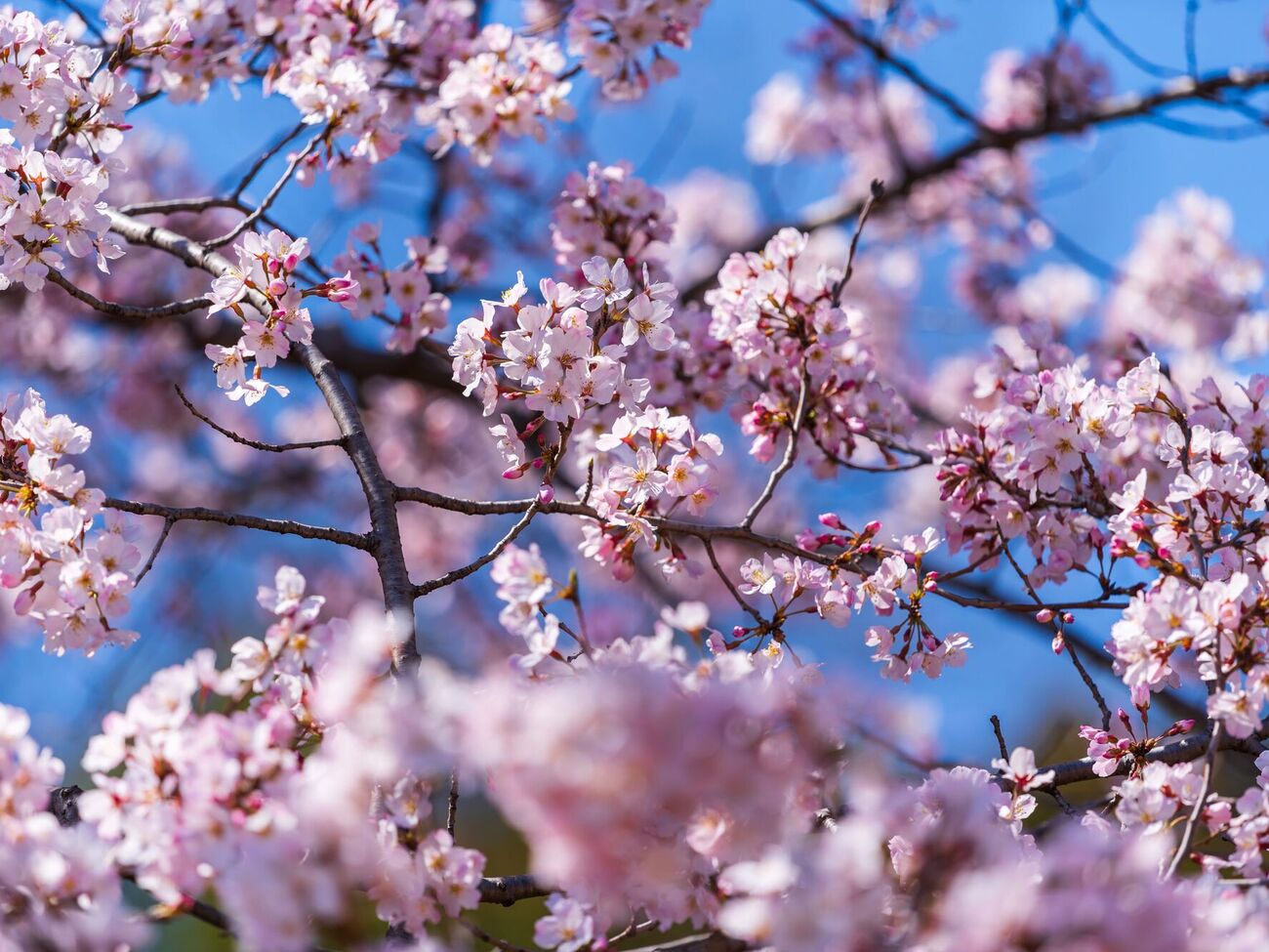 Медный купорос полезен для профилактики заболеваний плодовых деревьев