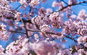 Медный купорос полезен для профилактики заболеваний плодовых деревьев