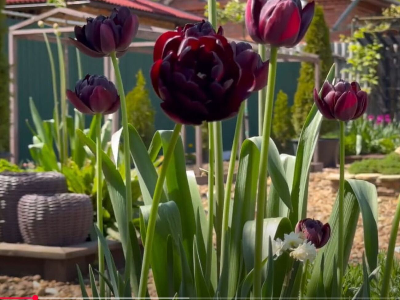 Благодаря этой важной весенней подкормке тюльпаны вырастут максимально высокими