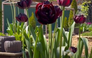 Благодаря этой важной весенней подкормке тюльпаны вырастут максимально высокими