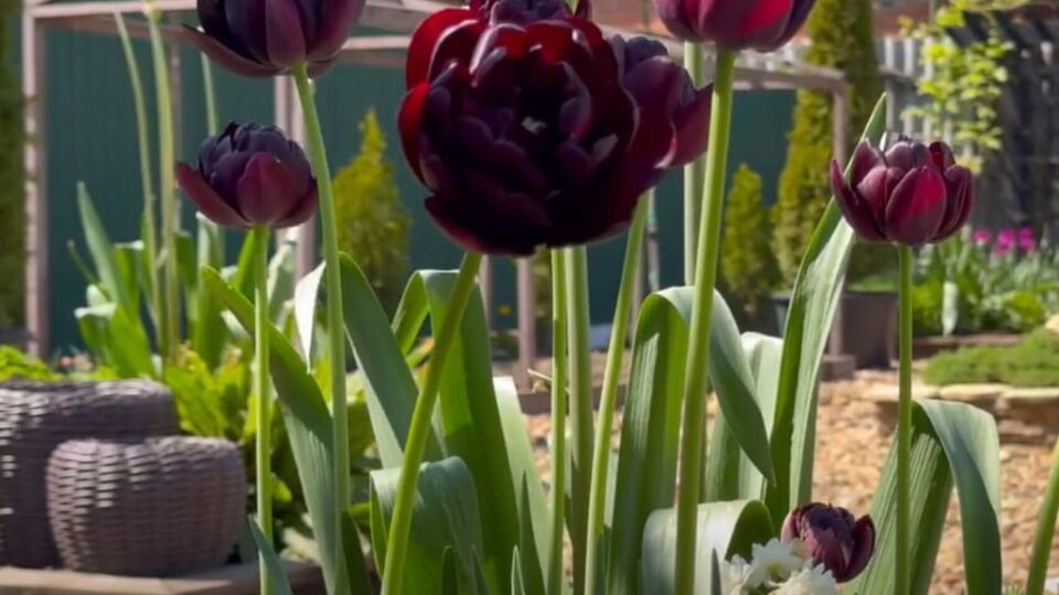 Благодаря этой важной весенней подкормке тюльпаны вырастут максимально высокими