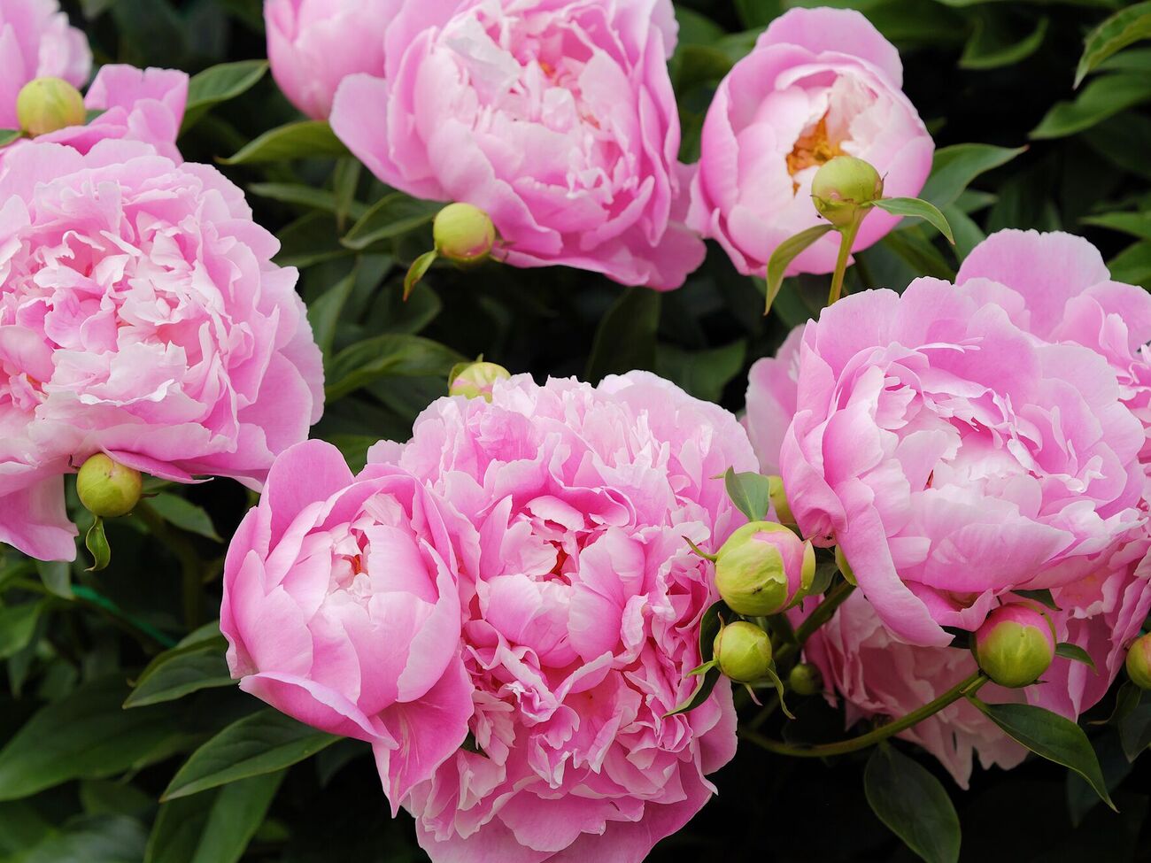 При правильной посадке корня пиона куст даст обильное цветение