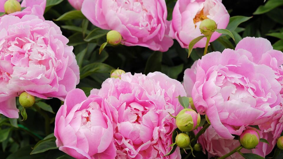 При правильной посадке корня пиона куст даст обильное цветение