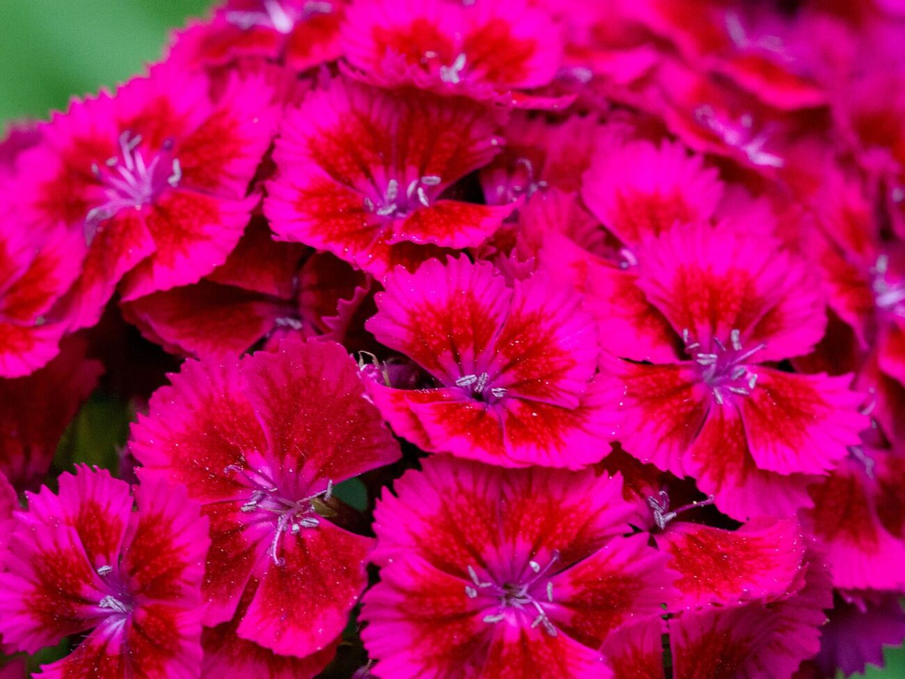 Шкідливі комахи не люблять рослини із різким запахом