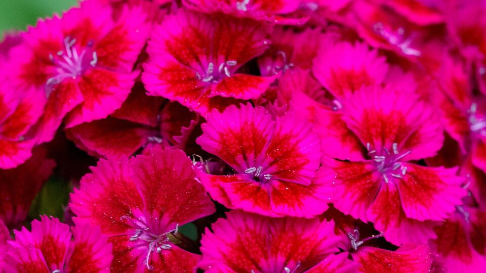 Шкідливі комахи не люблять рослини із різким запахом