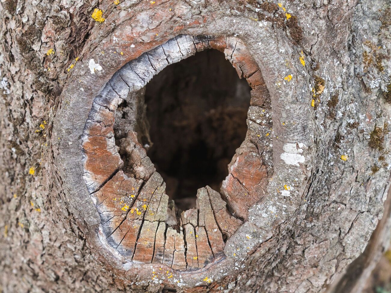 Короед любит больные и ослабленные растения, а также мертвую древесину