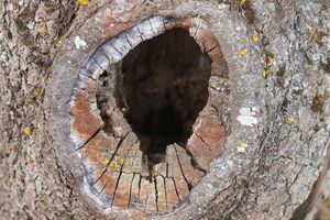 Короїд любить хворі й ослаблені рослини, а також мертву деревину