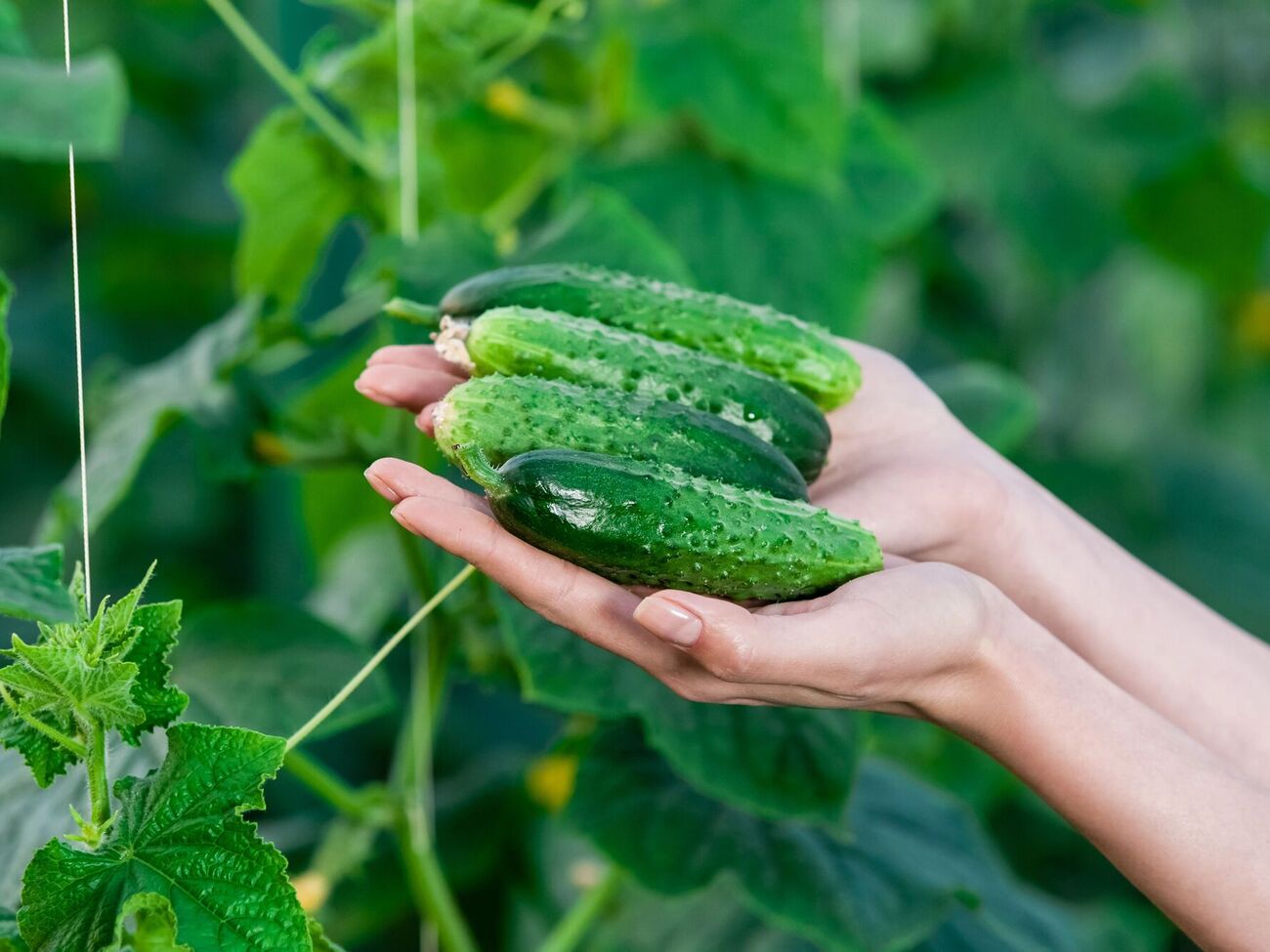 Урожай огурцов будет щедрым и качественным