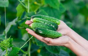 Урожай огурцов будет щедрым и качественным